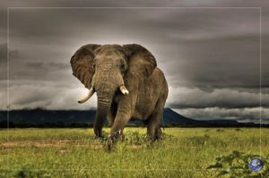 Elephant African Majesty Poster