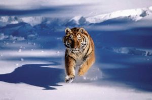 Siberian Tiger Running In The Snow Poster