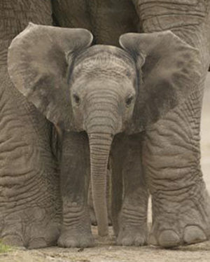 Elephant Baby Mini Poster