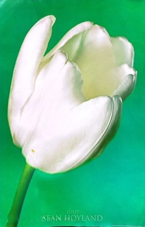 Tulip poster print