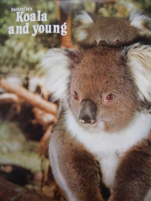 Australia's Koala and Young Poster Print